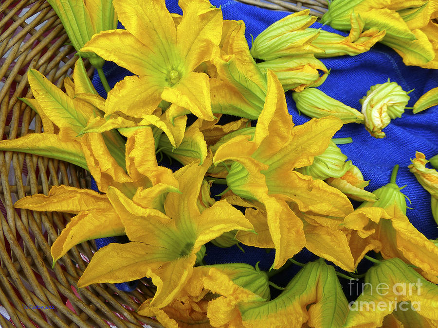 Squash Blossom Delight Photograph by Dee Flouton