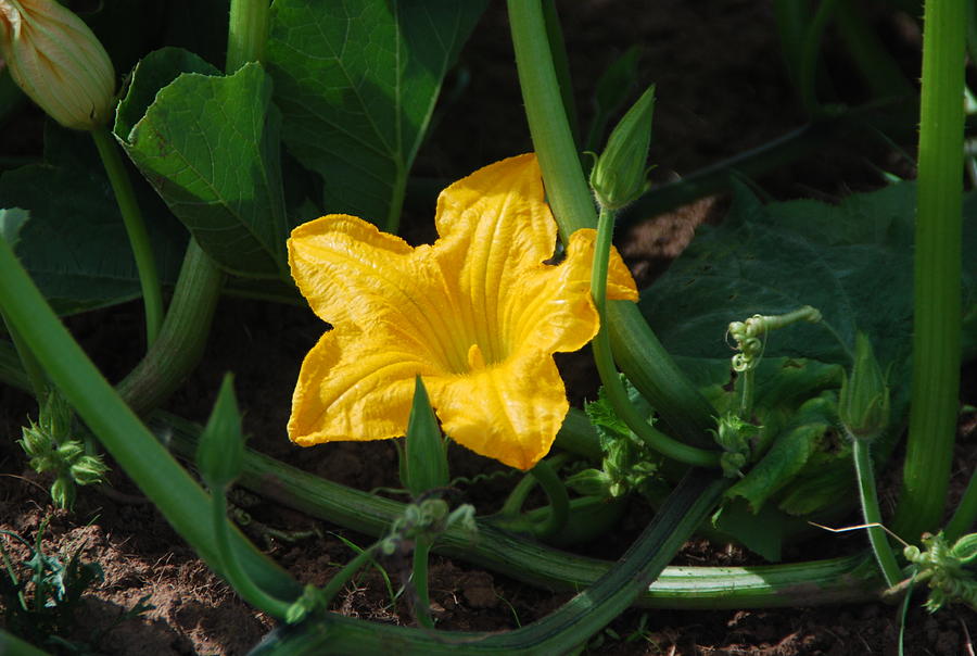 Squash Blossom Photograph by Myscha Theriault - Fine Art America