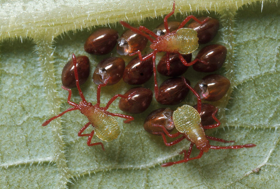 Squash Bugs Hatching Photograph by Harry Rogers