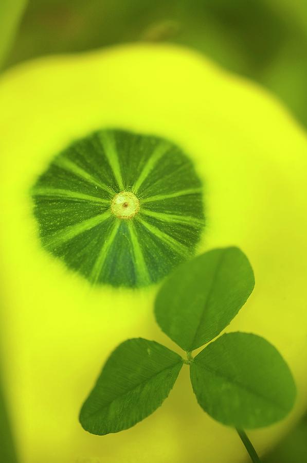 Squash (cucurbita) And Clover Leaf Photograph by Maria Mosolova/science Photo Library