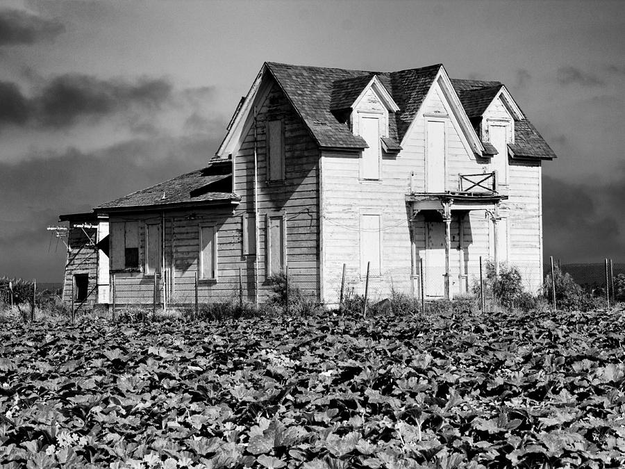 Squash Field and Old Farmhouse Photograph by Dominic Piperata