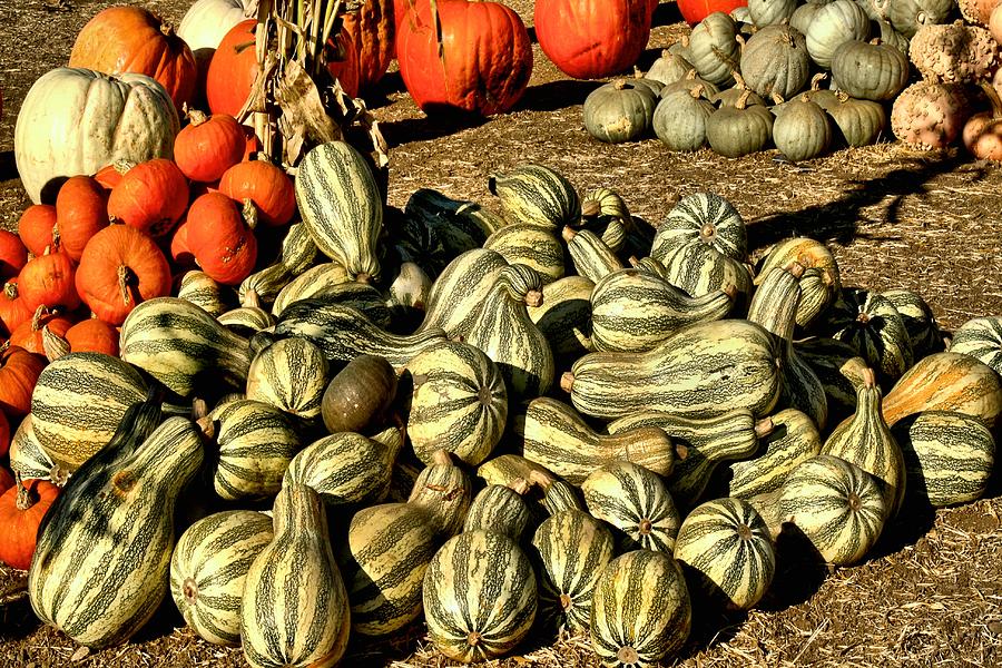 Squash- Gourds Photograph by Michael Gordon
