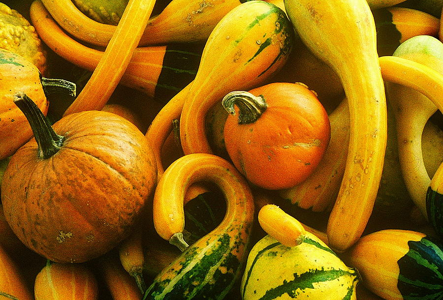 Squash Photograph by Rodney Lee Williams