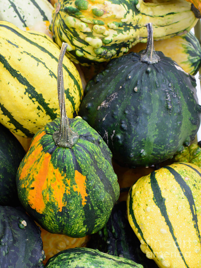 Squashes and pumpkins Photograph by Ingela Christina Rahm - Fine Art ...