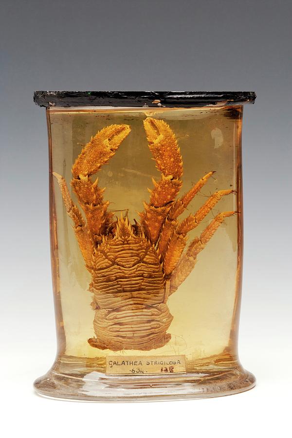 Still Life Photograph - Squat Lobster Specimen by Ucl, Grant Museum Of Zoology