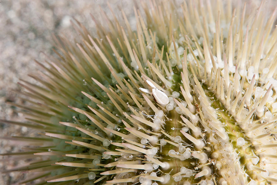 Squat Urchin Shrimp Photograph by Andrew J. Martinez