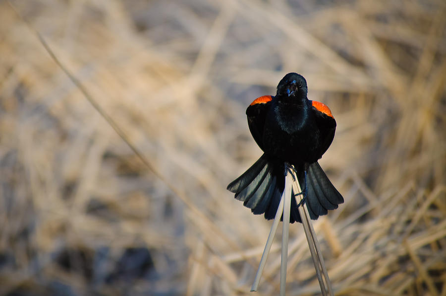 Blackbird Photograph - Squawk by Melinda Weir