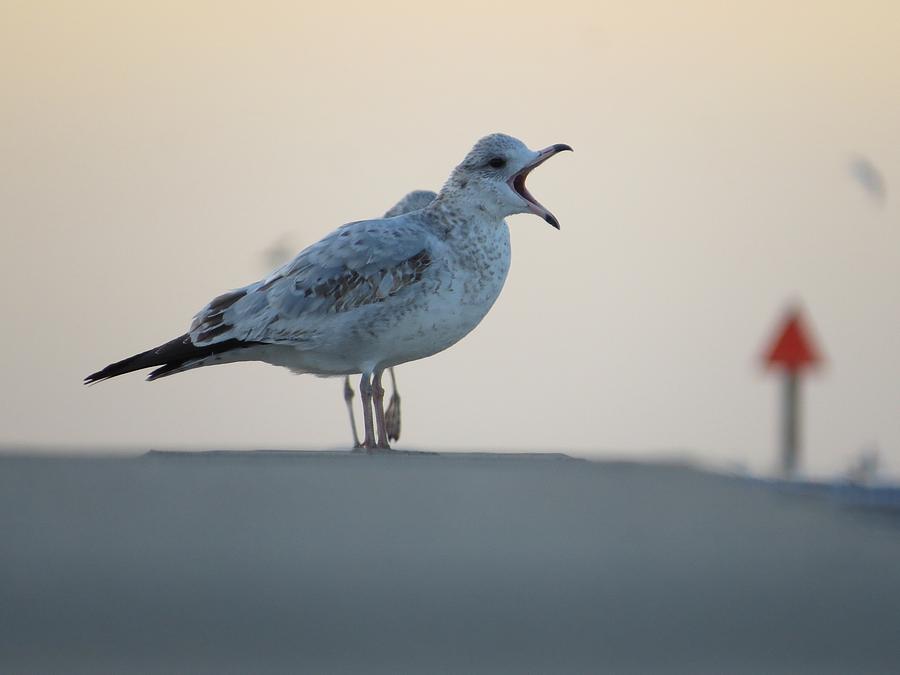 Seagull Photograph - Squawk by Nikki Watson    McInnes