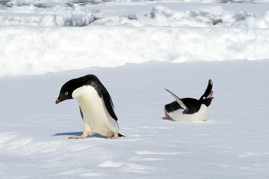 Squawking Adelie Penguin Photograph by Jennifer LaBouff