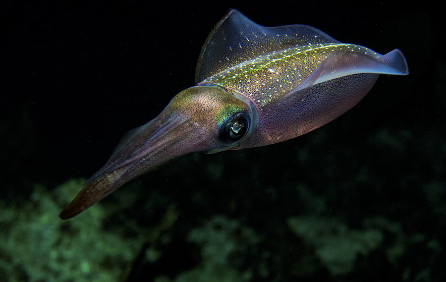 Squid Colors Photograph by Jean Noren