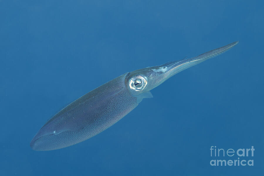 Squid in the sea. Photograph by Vanessa D -