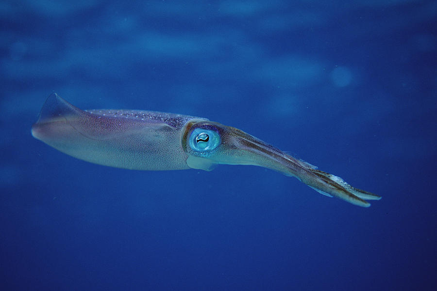 Squid Portrait Bonaire Photograph by Flip Nicklin