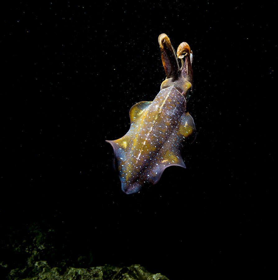 Squid Signals Photograph by Jean Noren