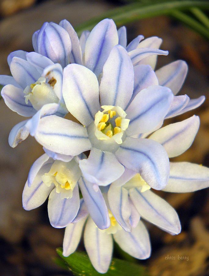 Squill  Photograph by Chris Berry