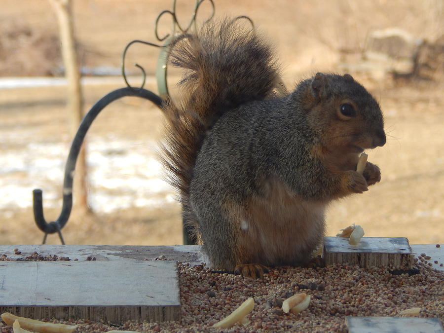 Squirrel Enjoying His Fry Photograph by Vickie Landrith - Fine Art America