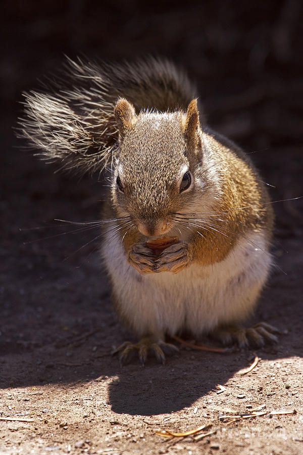 Squirrel   #8791 Photograph by J L Woody Wooden