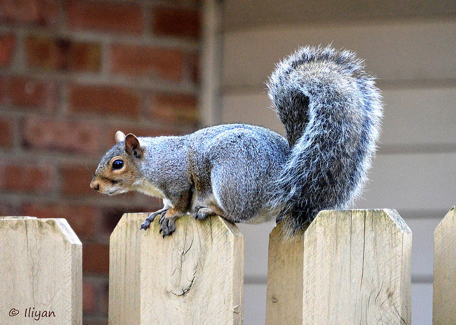 Squirrel Photograph - Squirrel Across the Fence by Iliyan Bozhanov