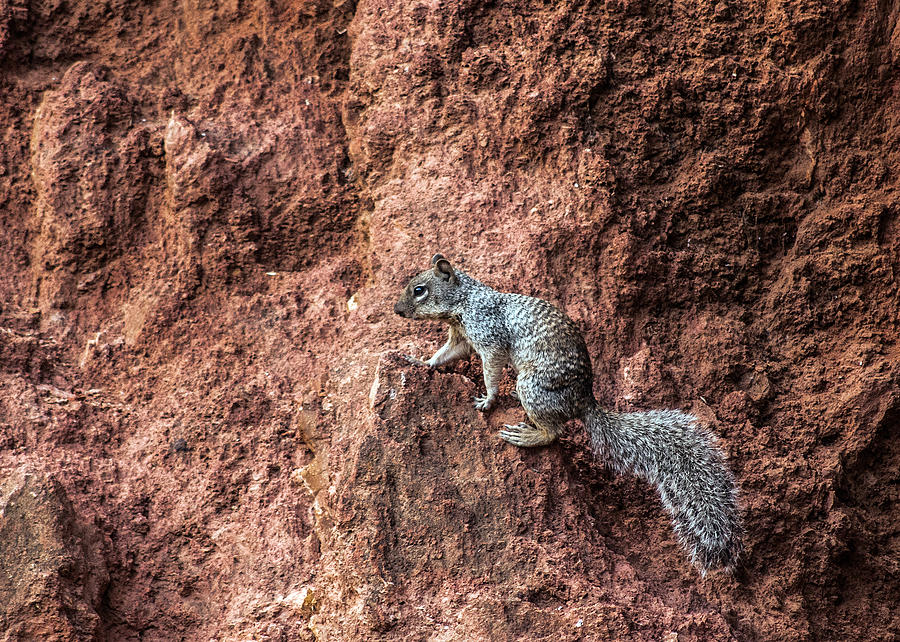 Squirrel Adventure Photograph by Tam Ryan