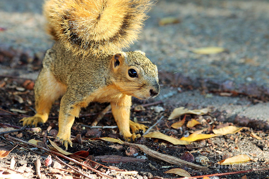 Squirrel Photograph by Afrodita Ellerman
