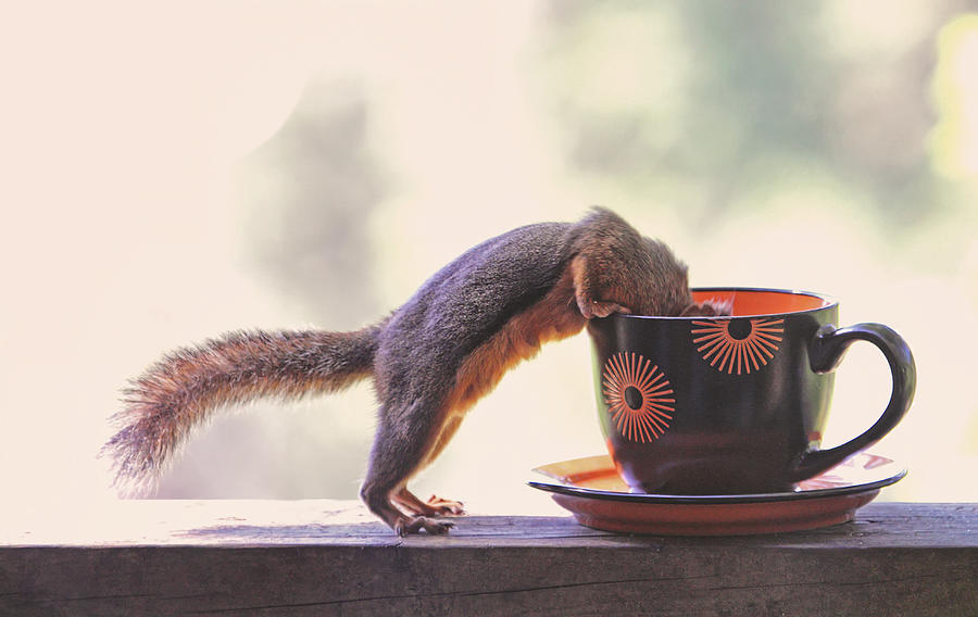 Squirrel and Coffee Photograph by Peggy Collins