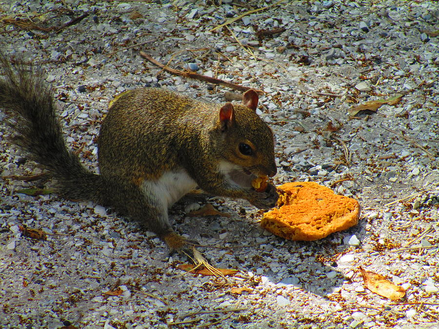 Squirrel And Cookie Photograph