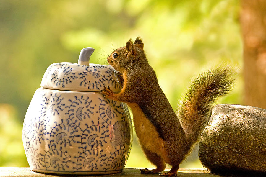 Squirrel and Cookie Jar Photograph by Peggy Collins