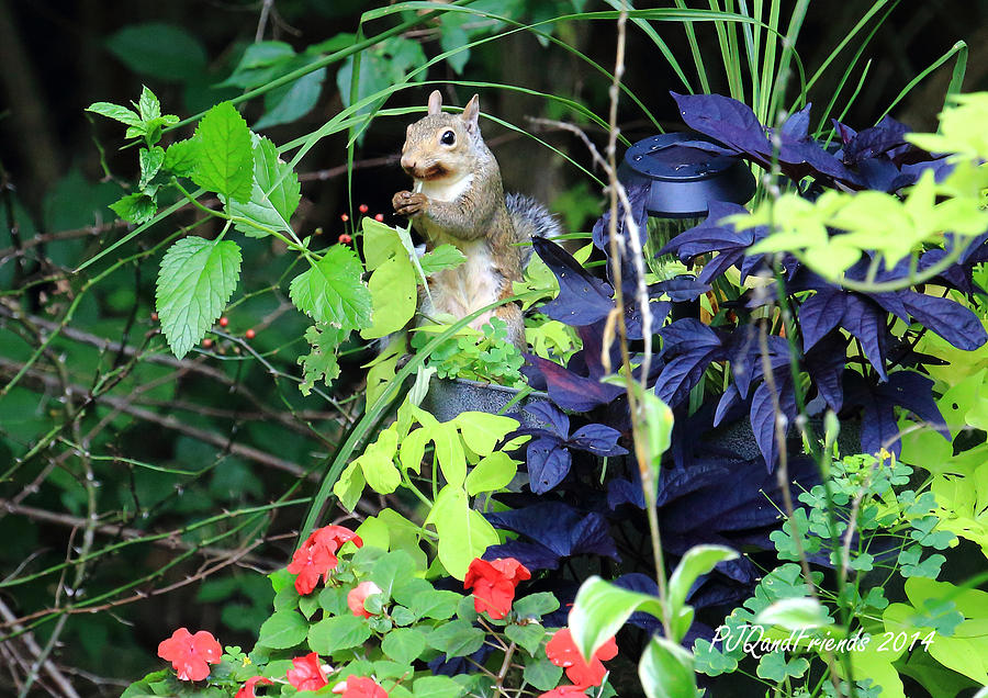 Squirrel and Greens Photograph by PJQandFriends Photography