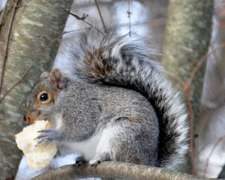 Squirrel and His Lunch  Photograph by Caroline Stella