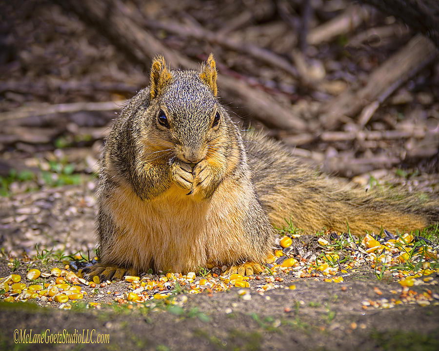 Squirrel and non GMO Corn Photograph by LeeAnn McLaneGoetz McLaneGoetzStudioLLCcom