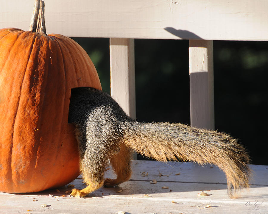 Squirrel and Pumpkin - Breakfast Photograph by Aaron Spong