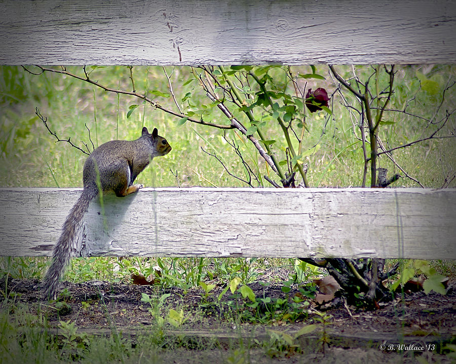 Squirrel and Rosebush Photograph by Brian Wallace