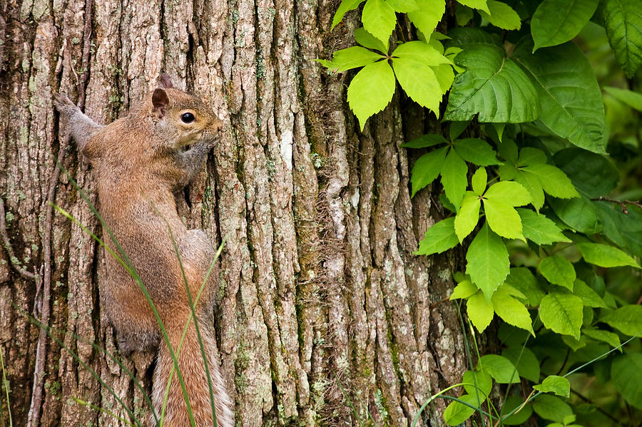Squirrel and Tree Photograph by Melinda Fawver