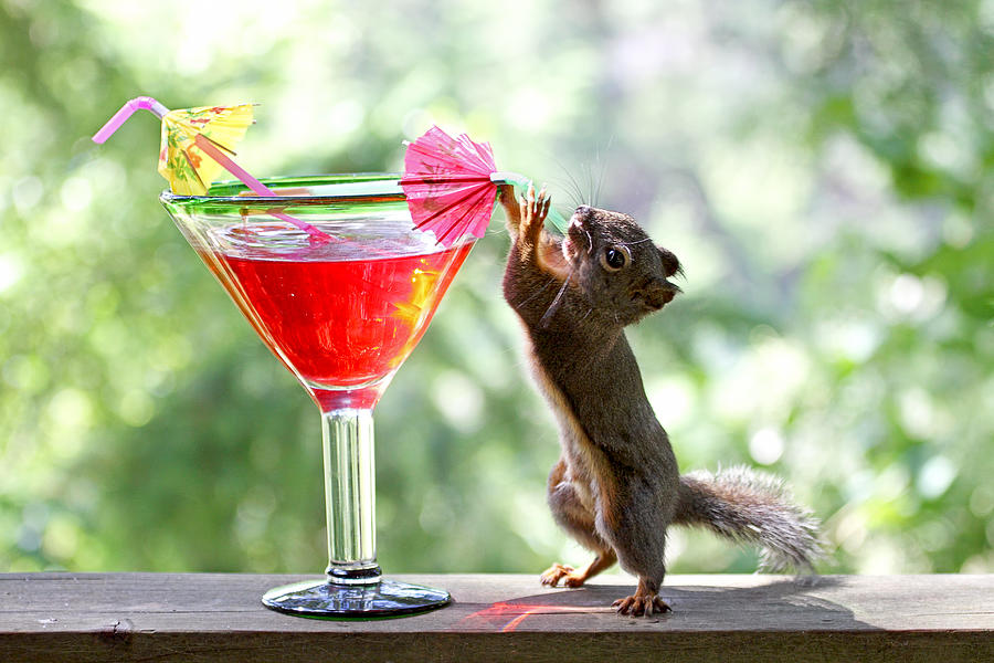 Squirrel at Happy Hour Photograph by Peggy Collins