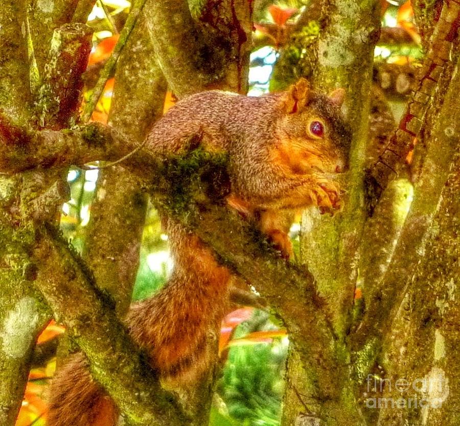 Squirrel Away Acorn Photograph by Susan Garren