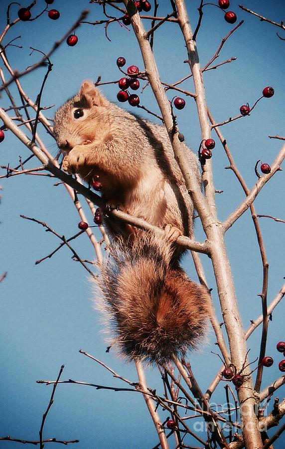 Squirrel Berry Photograph by Susan Garren