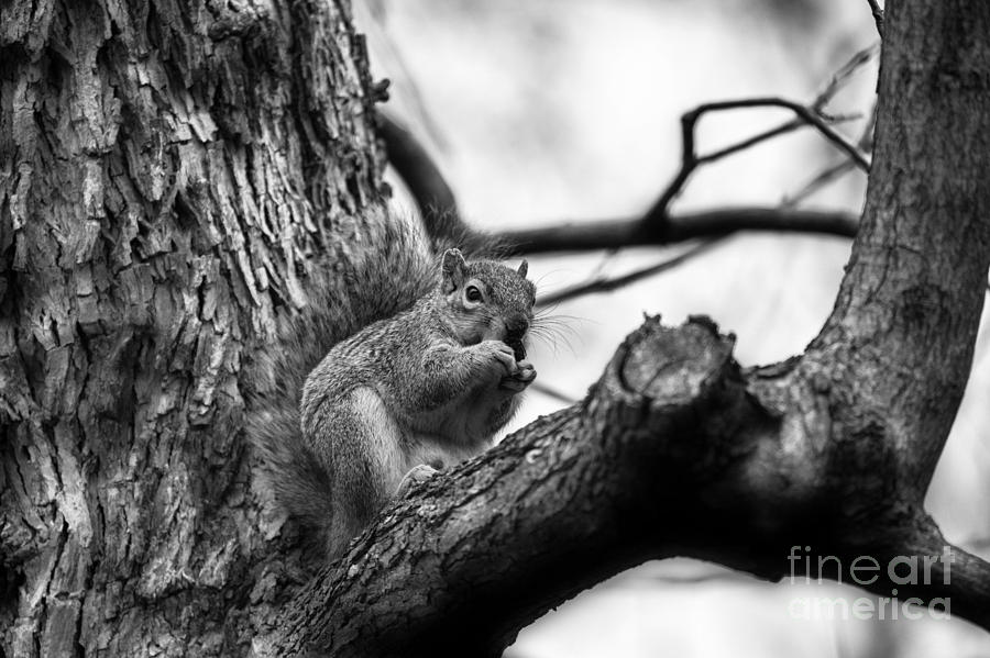 Squirrel-Black and White Photograph by Douglas Barnard