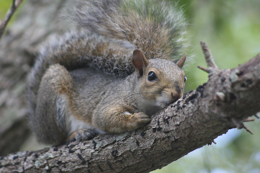 Wildlife Photograph - Squirrel by Carlynne Hershberger