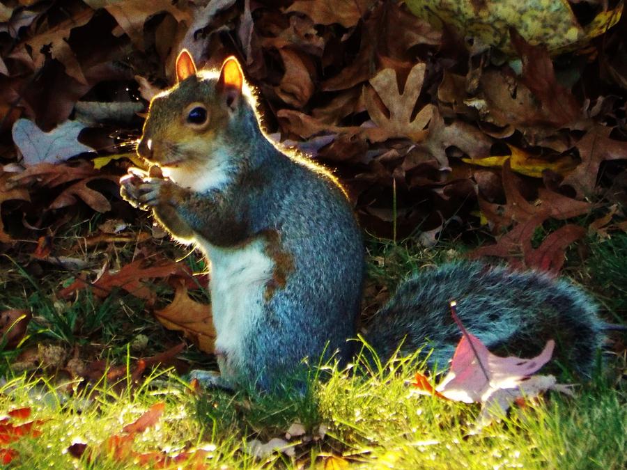 Squirrel Photograph by Charles Ray