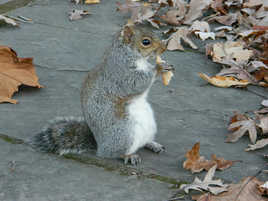 Squirrel Chomping On Bread Photograph by Emmy Vickers