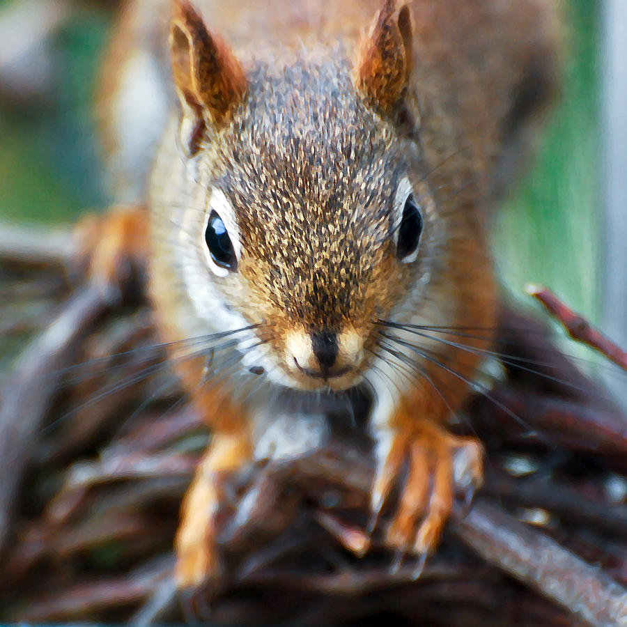 Squirrel Close-up Photograph by Kerri Farley