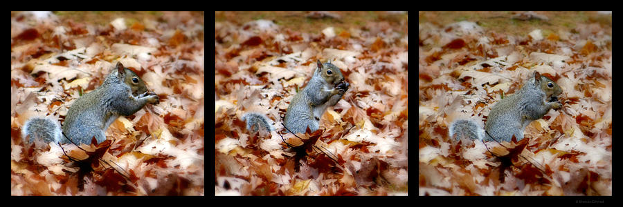 Squirrel Collage Photograph by Dark Whimsy