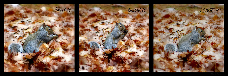 Squirrel Collage with Text Photograph by Dark Whimsy