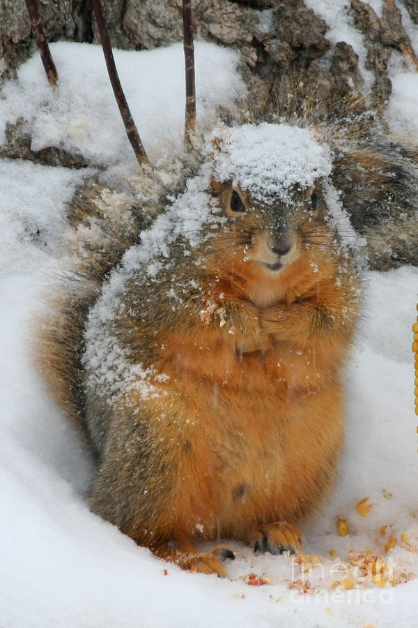 Squirrel Covered In Snow Photograph By Lori Tordsen