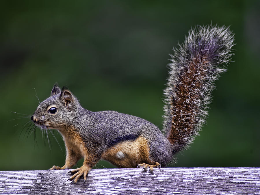 Squirrel Photograph by Dan McManus