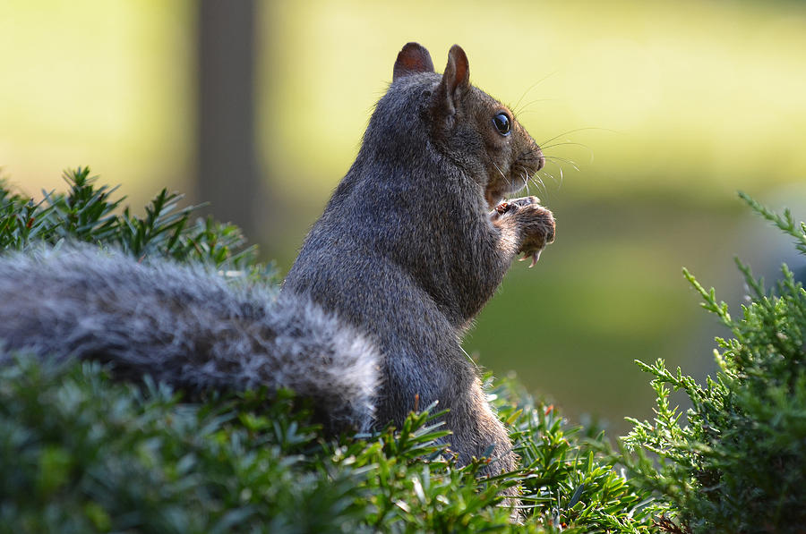 Squirrel Photograph by Dragan Kudjerski