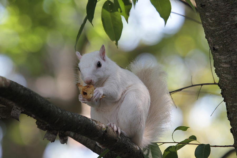 White Squirrel #2 Photograph by Dwight Cook