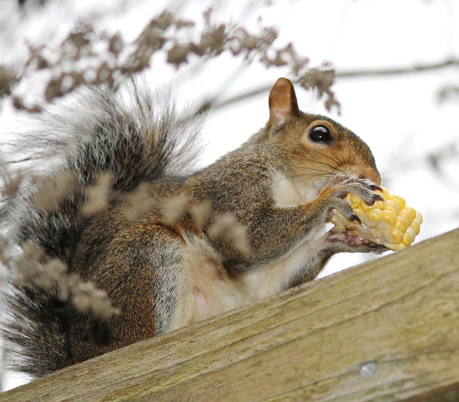 Squirrel Photograph - Squirrel Eating Corn by Cathy Lindsey