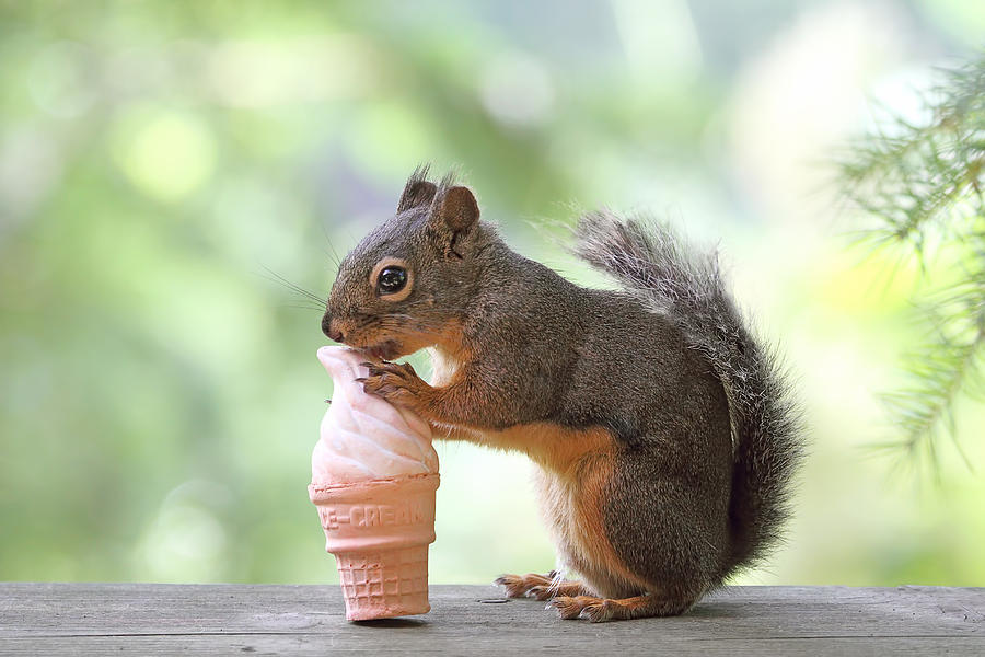 Squirrel Eating Ice Cream Cone Photograph by Peggy Collins