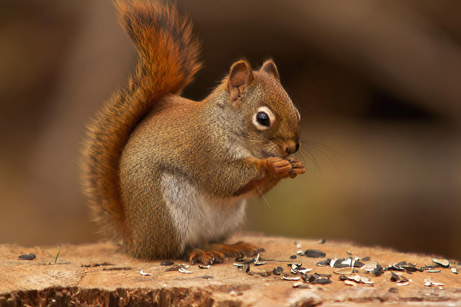 Squirrel eating Photograph by Josef Pittner