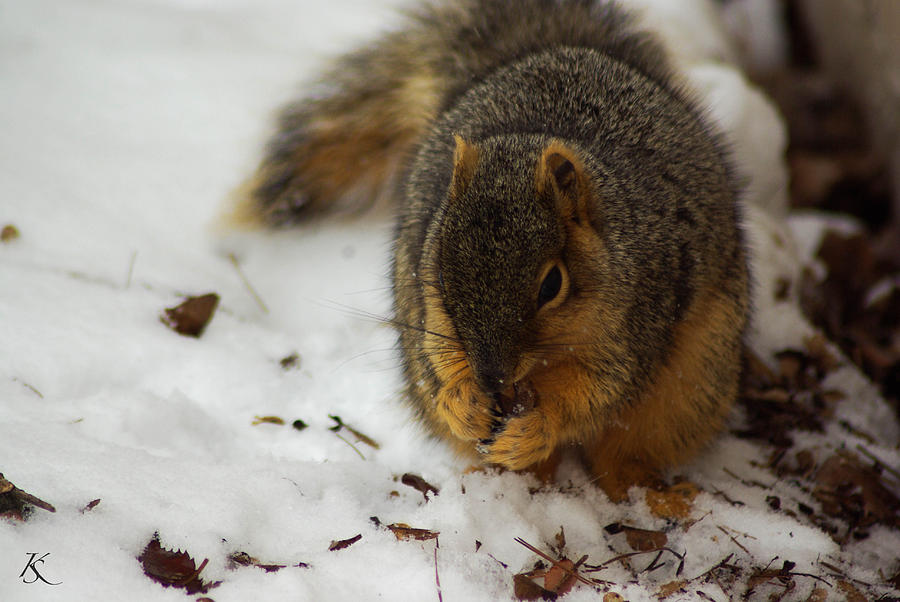 Squirrel Eating Photograph by Kelly Smith